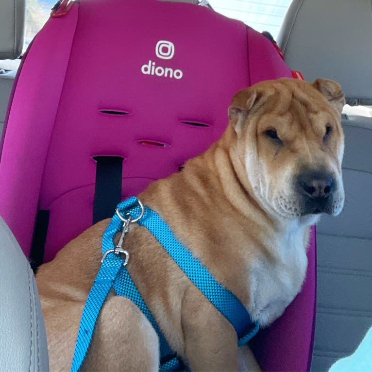 Giorgio, a Chinese Shar-Pei tested with EmbarkVet.com