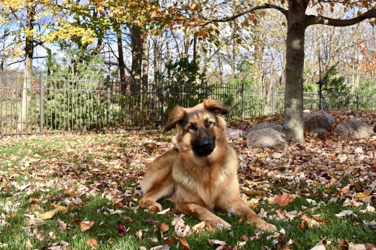 Moose, a German Shepherd Dog and Black Russian Terrier mix tested with EmbarkVet.com