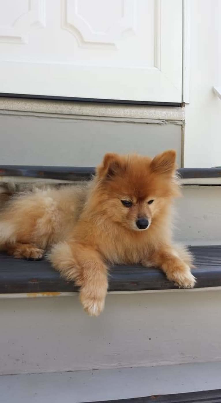 Zeke, a Pomeranian tested with EmbarkVet.com