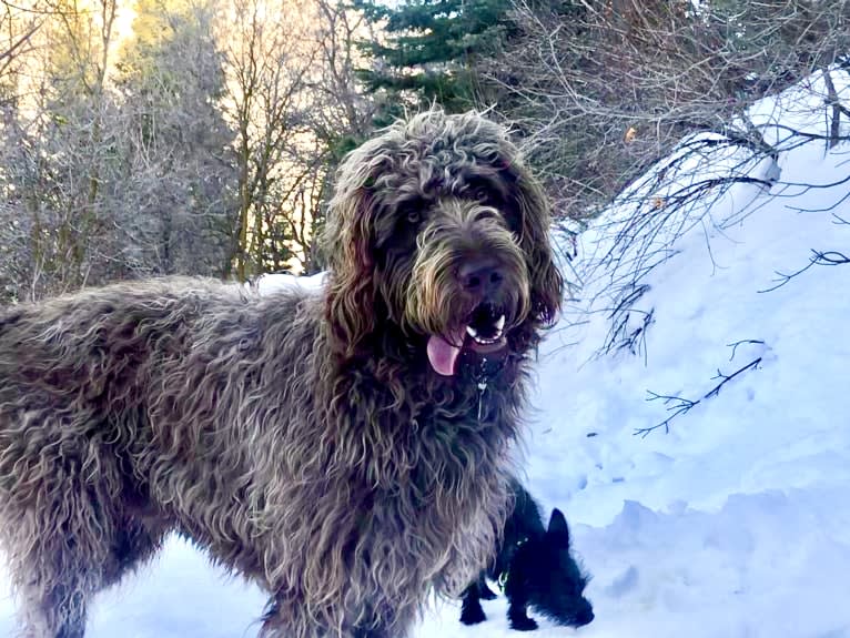 The Mighty Chewbacca, a Labradoodle (6.2% unresolved) tested with EmbarkVet.com