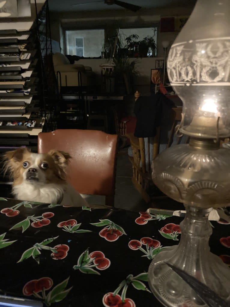 Rooster, a Chihuahua and Pekingese mix tested with EmbarkVet.com