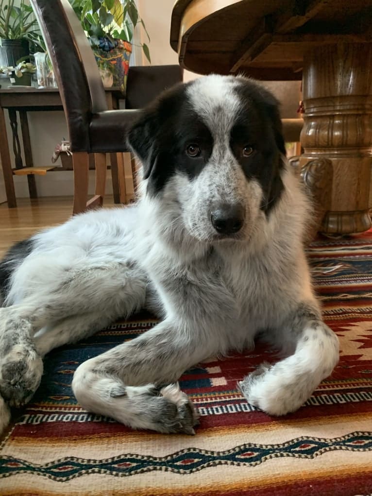 Frankie Ocean, a Great Pyrenees and Maremma Sheepdog mix tested with EmbarkVet.com