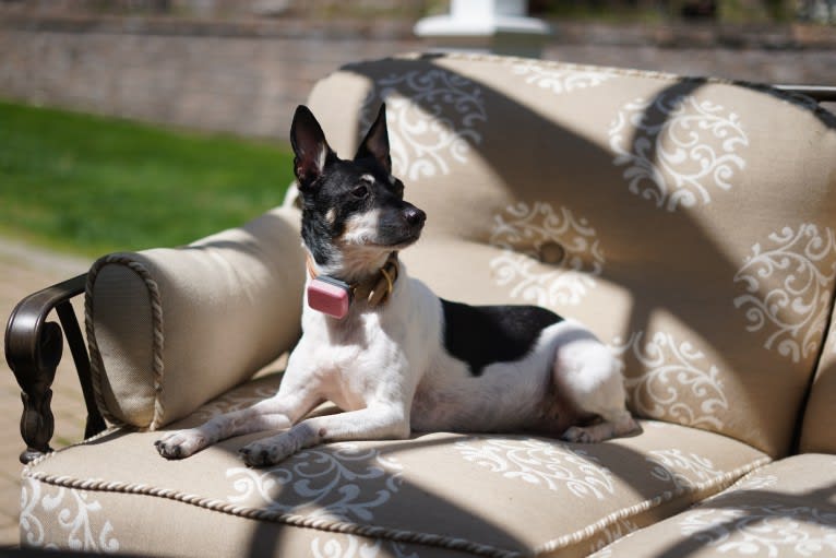 Claire, a Rat Terrier and Chihuahua mix tested with EmbarkVet.com