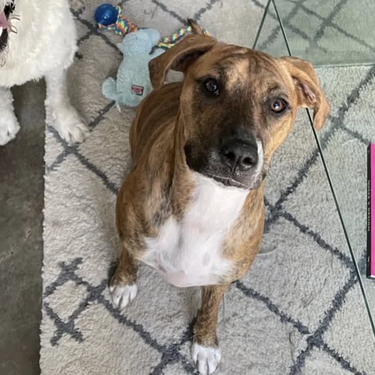 Lola, a Boxer and Labrador Retriever mix tested with EmbarkVet.com
