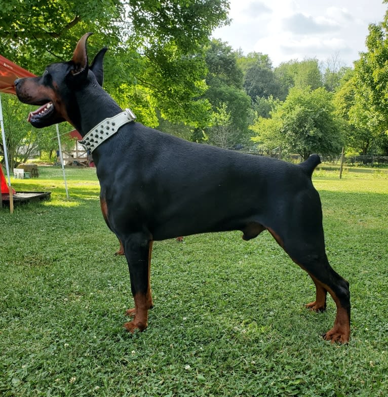 Draugr, a Doberman Pinscher tested with EmbarkVet.com