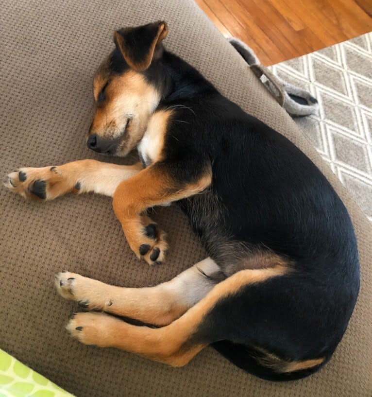 Enzo, a Yorkshire Terrier and Labrador Retriever mix tested with EmbarkVet.com