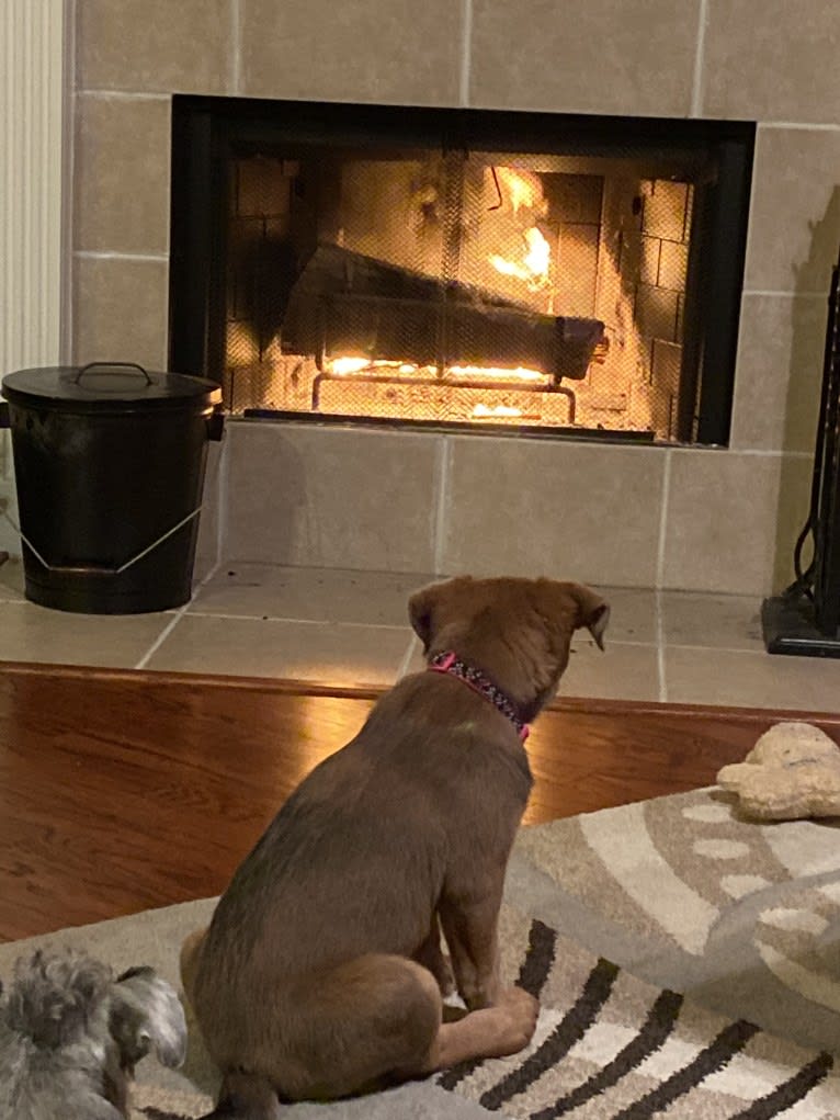 Coco, a German Shepherd Dog and Boxer mix tested with EmbarkVet.com