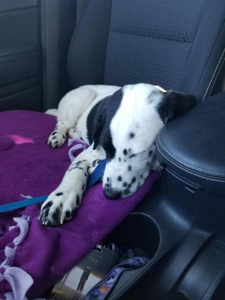 Rorschach, a Labrador Retriever and German Shepherd Dog mix tested with EmbarkVet.com