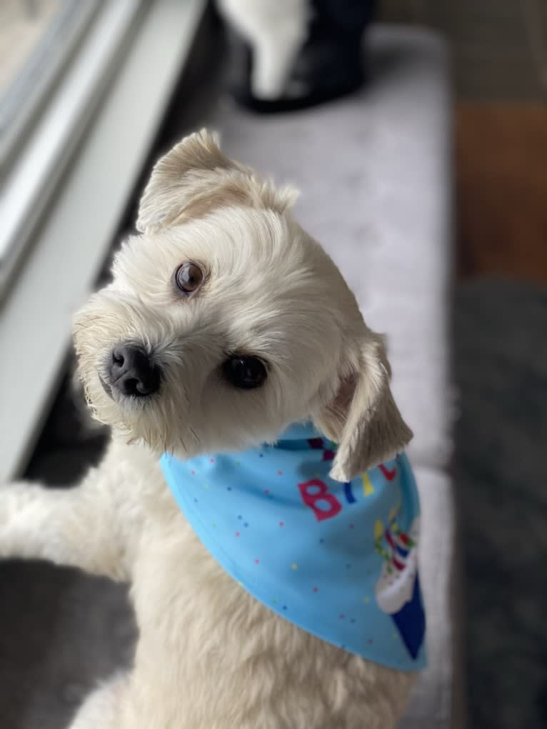 Louis Jay, a Pomeranian and Yorkshire Terrier mix tested with EmbarkVet.com