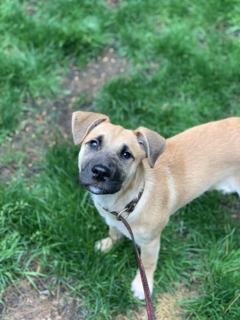 Nikki, a German Shepherd Dog and Chow Chow mix tested with EmbarkVet.com