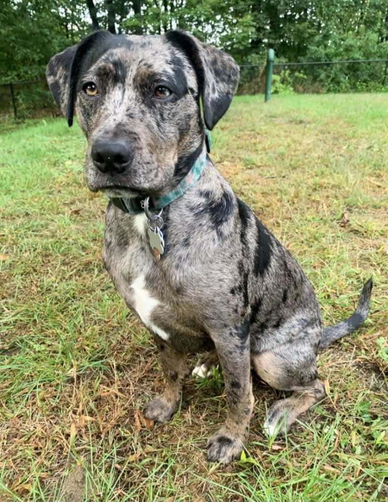 Prue, an American Pit Bull Terrier and Boxer mix tested with EmbarkVet.com