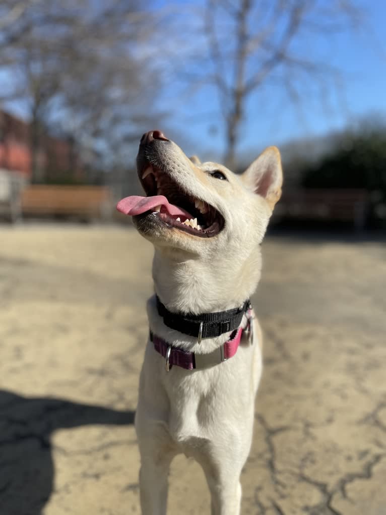 Sunny, a Japanese or Korean Village Dog tested with EmbarkVet.com