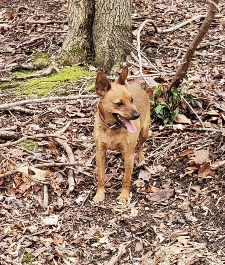 Pip, a Miniature Pinscher and Chihuahua mix tested with EmbarkVet.com