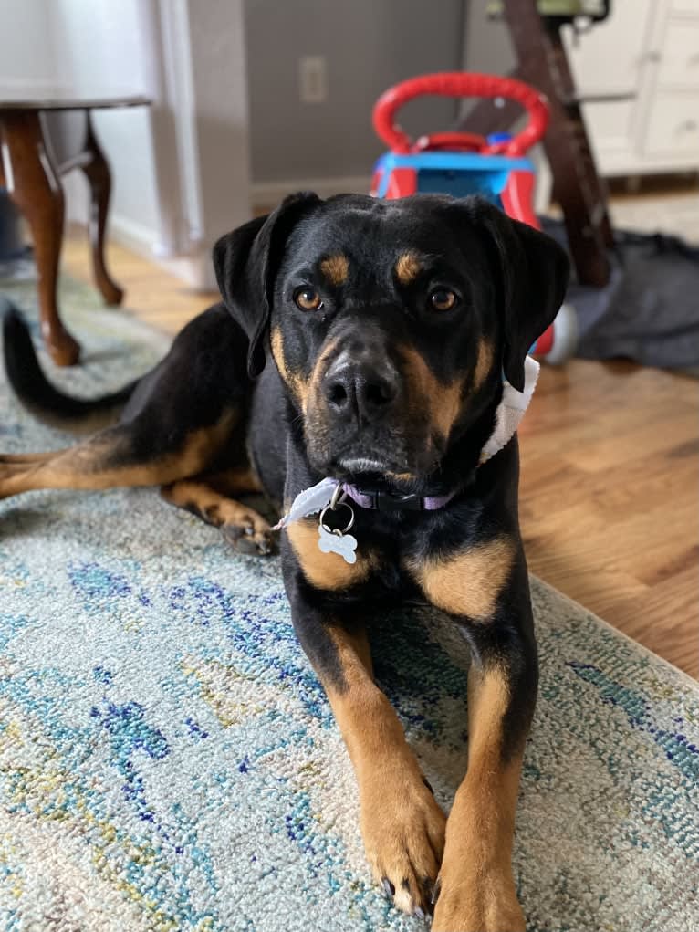 Luci, a Rottweiler and Boxer mix tested with EmbarkVet.com