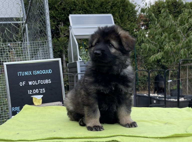 Nix, a German Shepherd Dog tested with EmbarkVet.com