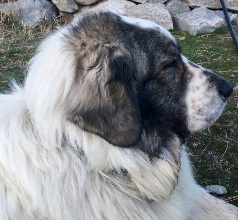 Chewbacca, a Pyrenean Mastiff tested with EmbarkVet.com