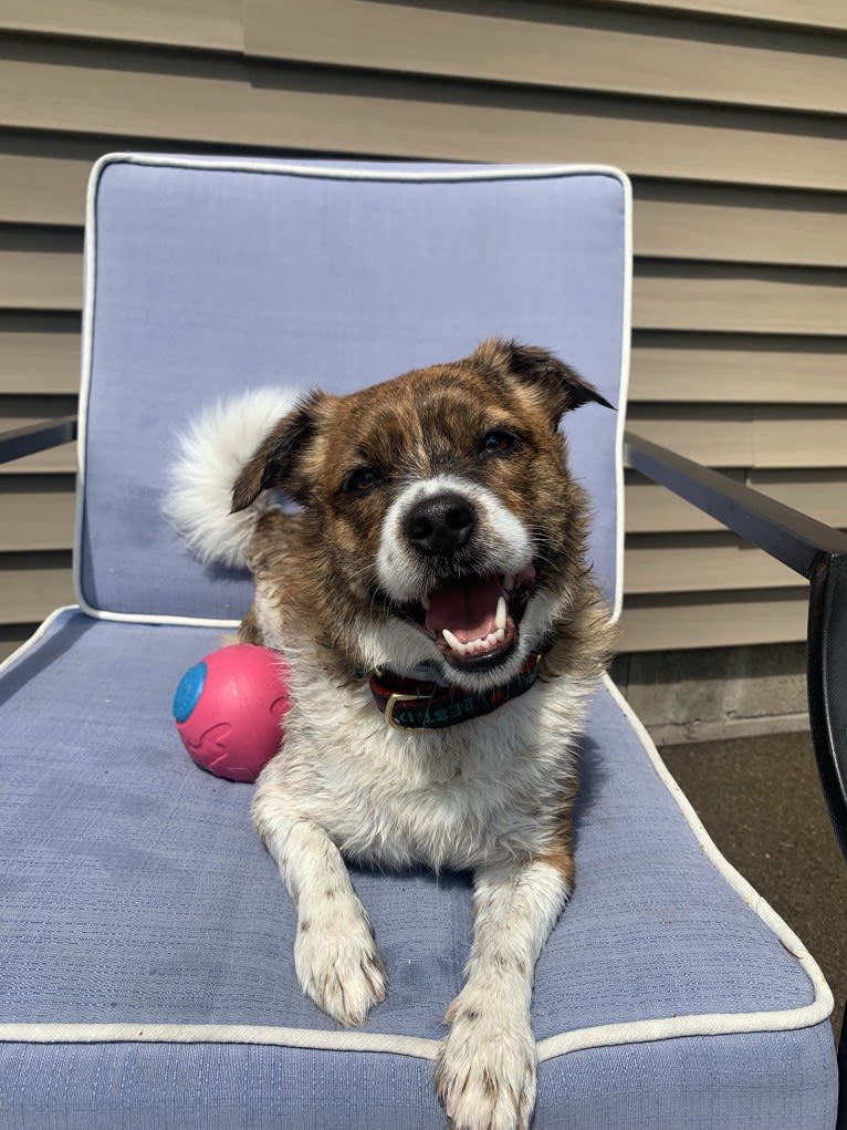 Charlie, a Russell-type Terrier and Shih Tzu mix tested with EmbarkVet.com