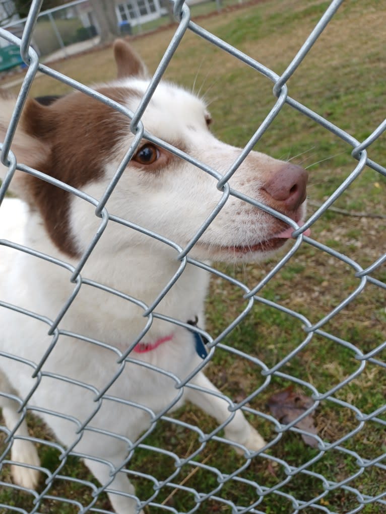 Kyah, a Siberian Husky tested with EmbarkVet.com