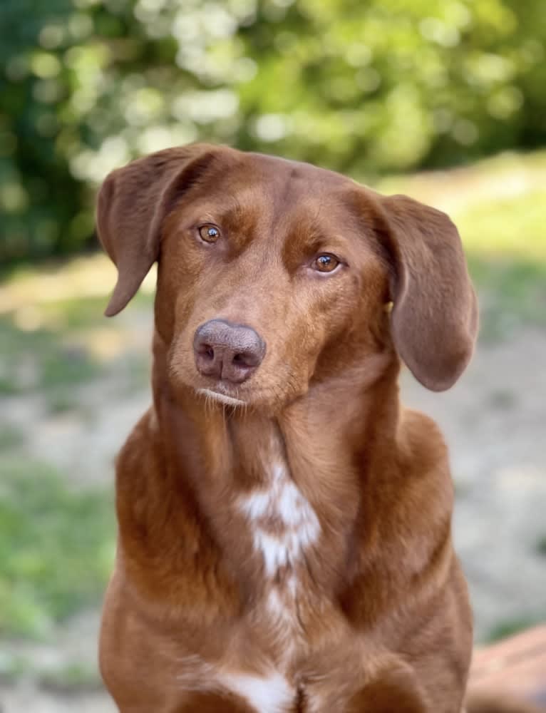 Scarlett, a Redbone Coonhound and Labrador Retriever mix tested with EmbarkVet.com