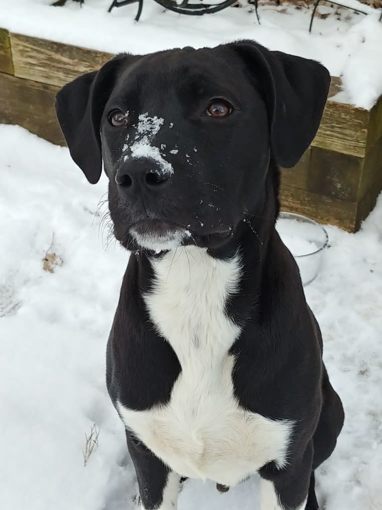 Neo, an American Pit Bull Terrier and Great Pyrenees mix tested with EmbarkVet.com