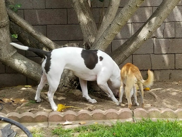 Luna, an American Pit Bull Terrier and American Staffordshire Terrier mix tested with EmbarkVet.com