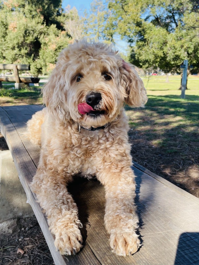 Jazzy, a Poodle (Small) and Poodle (Standard) mix tested with EmbarkVet.com