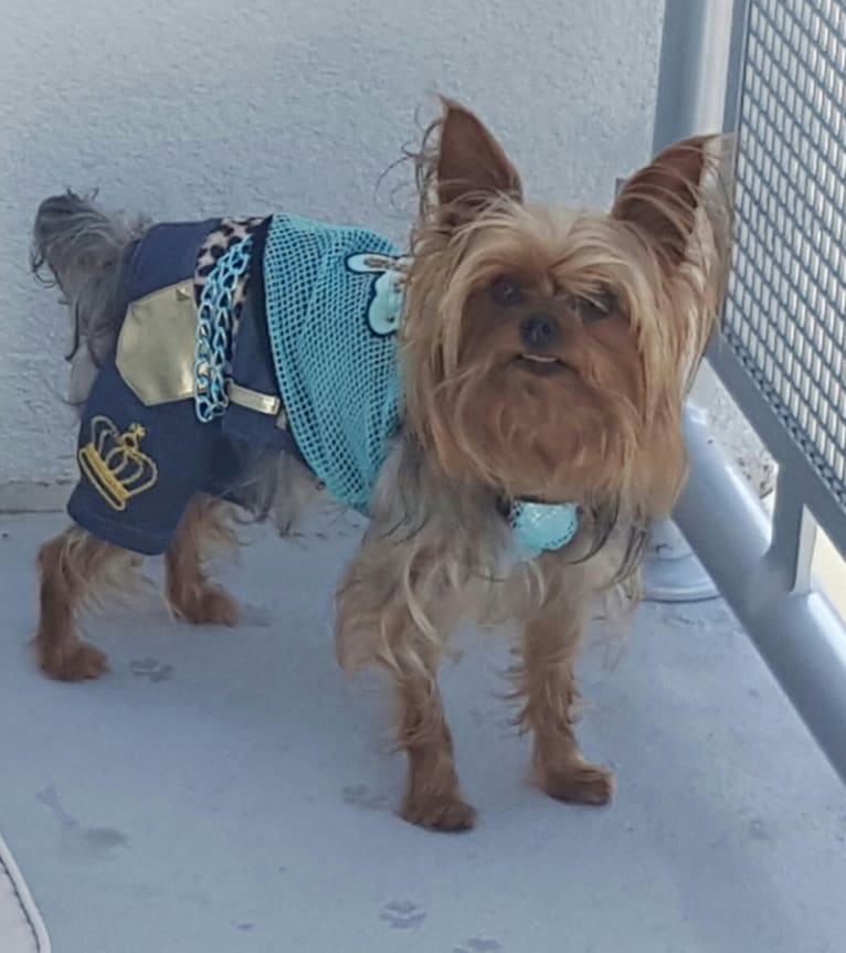 bandit, a Yorkshire Terrier tested with EmbarkVet.com