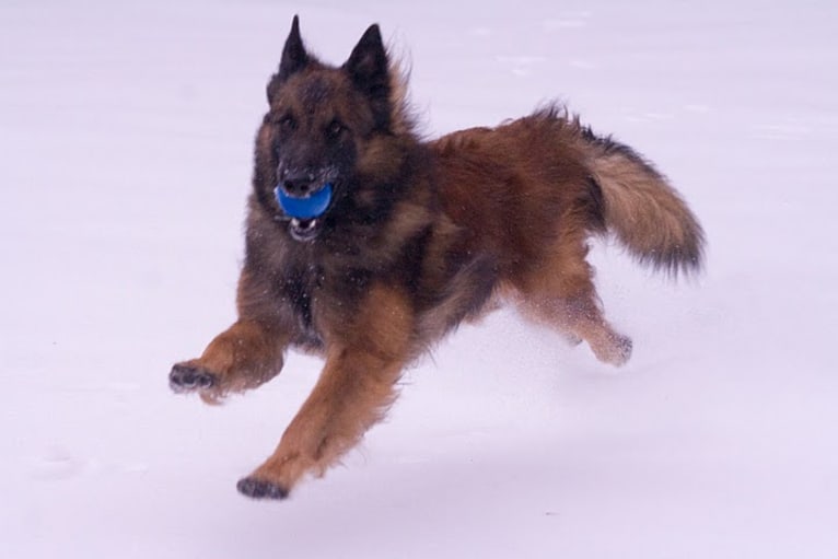 Ripley, a Belgian Shepherd tested with EmbarkVet.com