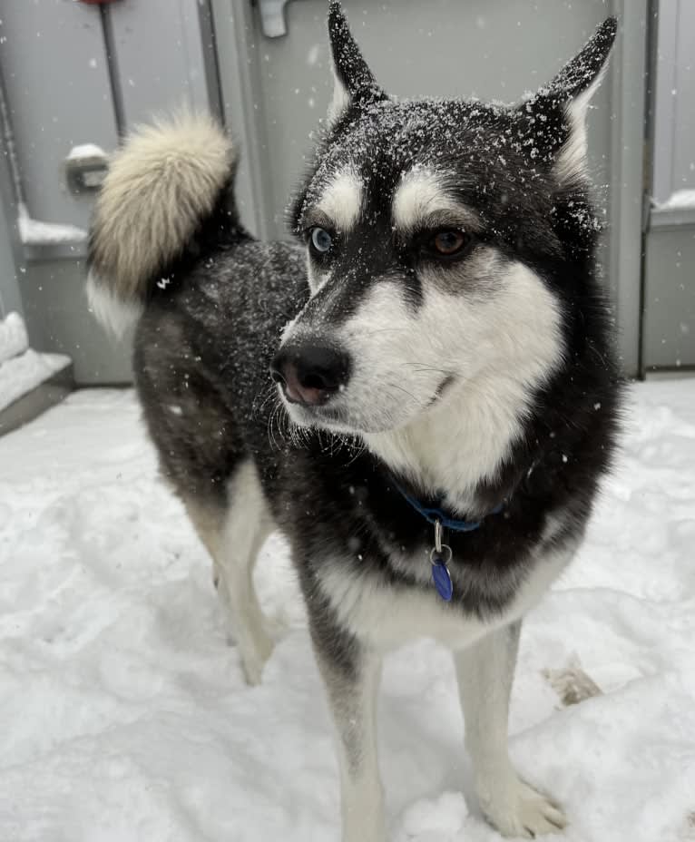 Misha, a Siberian Husky and German Shepherd Dog mix tested with EmbarkVet.com
