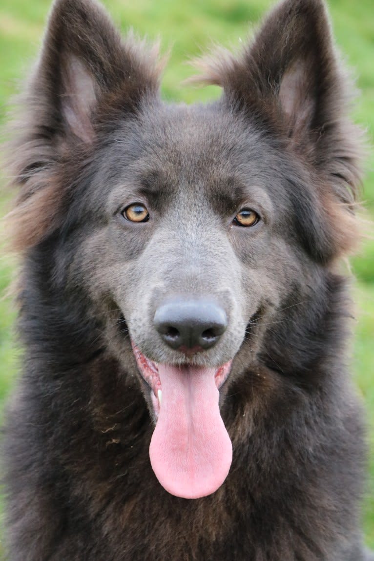 Taboo, a German Shepherd Dog tested with EmbarkVet.com