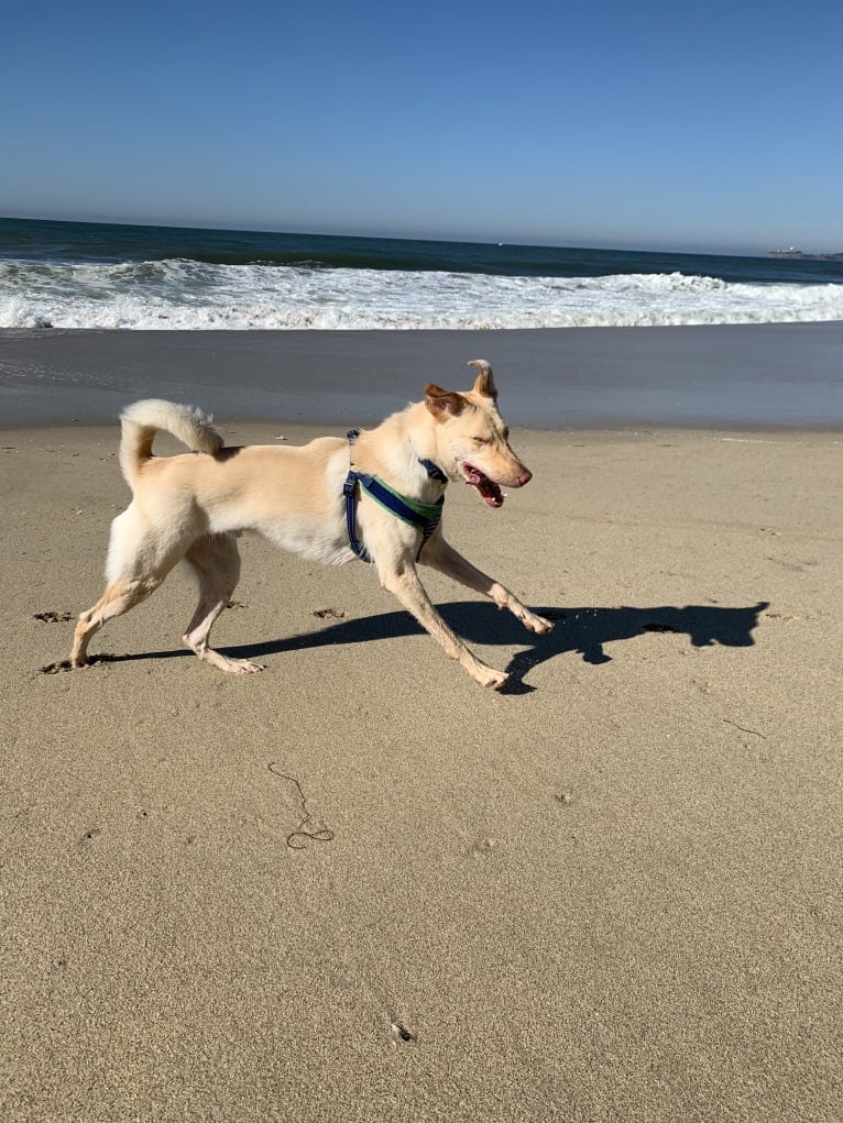 Dug, a Formosan Mountain Dog tested with EmbarkVet.com