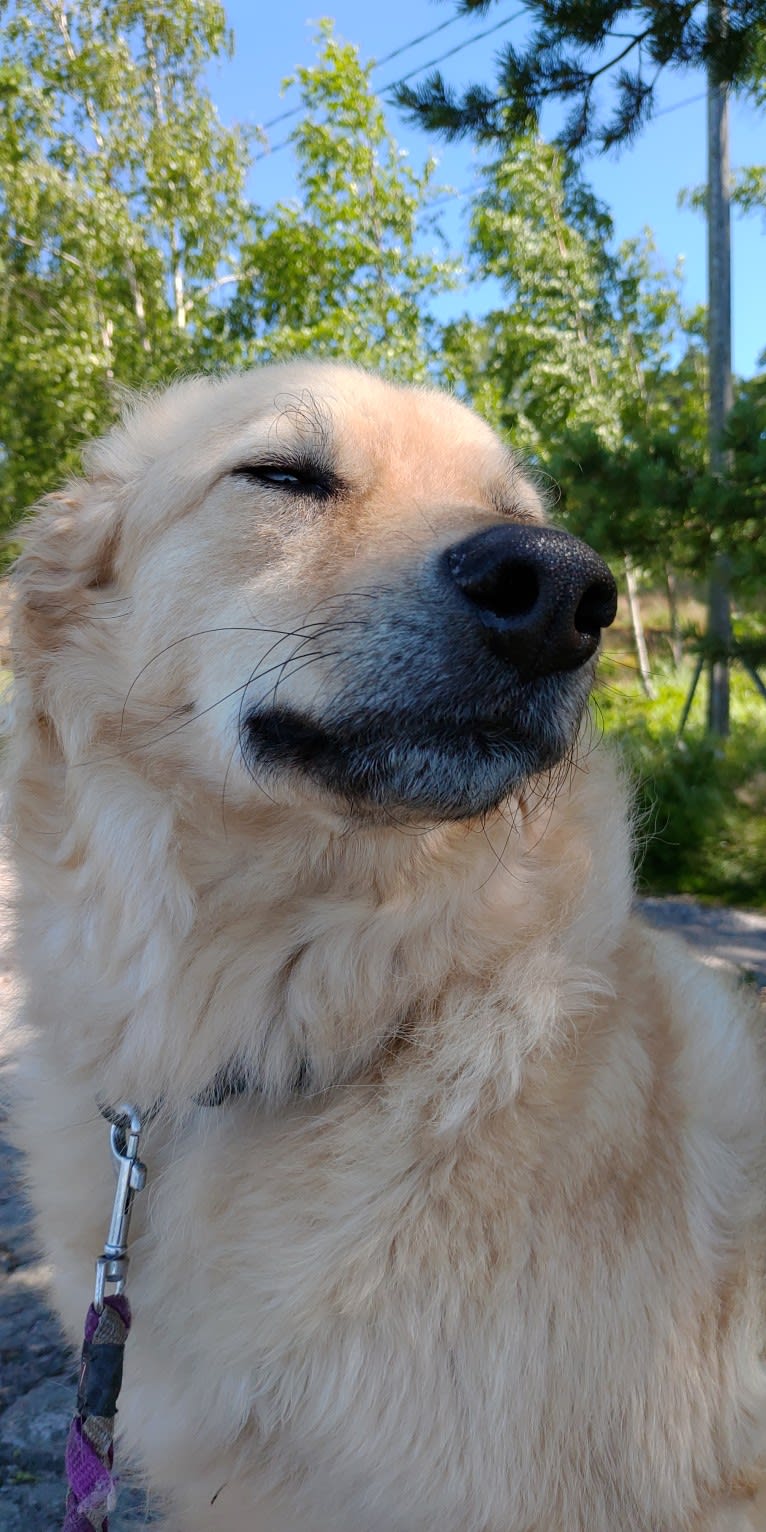 Tembi, an Eastern European Village Dog tested with EmbarkVet.com