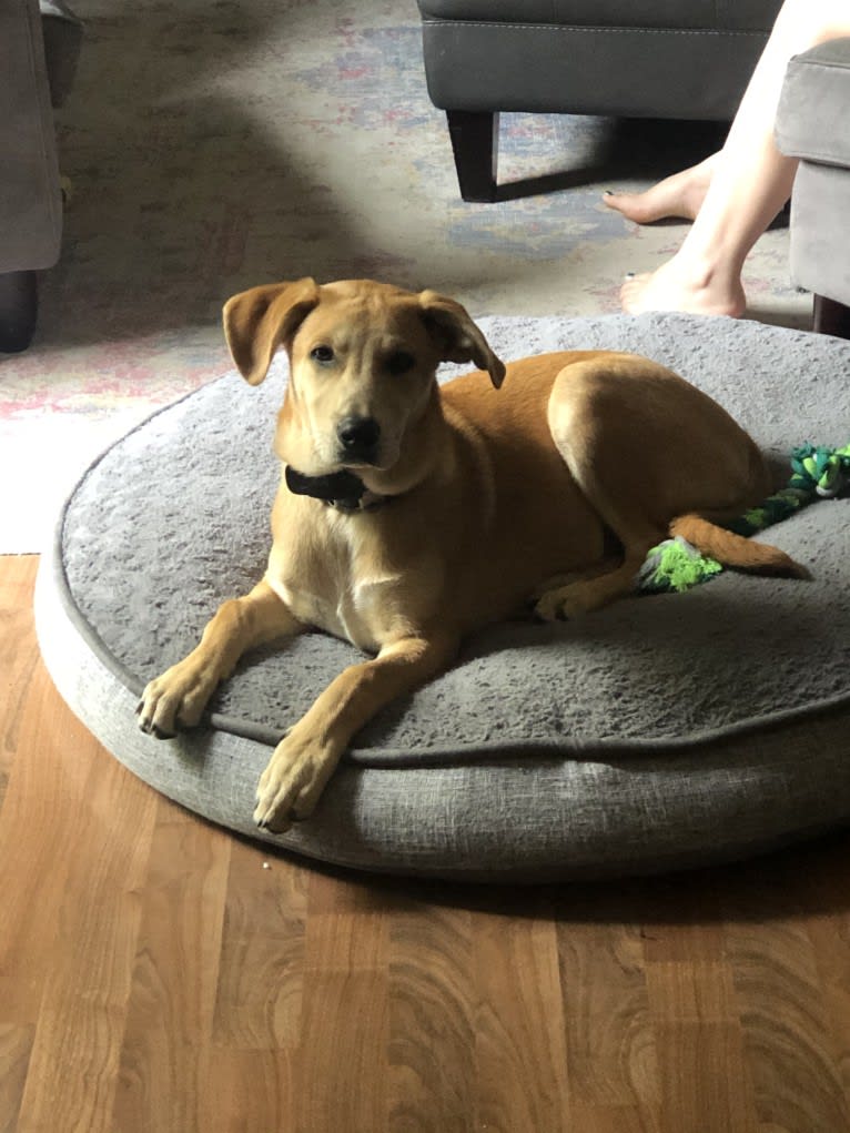 Max, a Great Pyrenees and Australian Cattle Dog mix tested with EmbarkVet.com