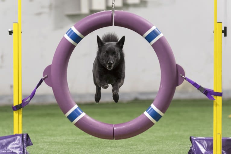 Raven, a Norwegian Buhund tested with EmbarkVet.com