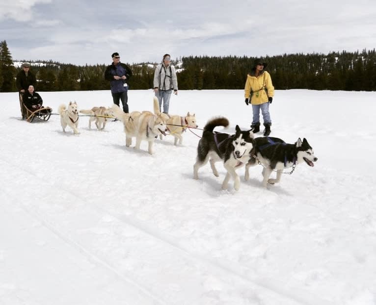 Aspen, a Siberian Husky tested with EmbarkVet.com