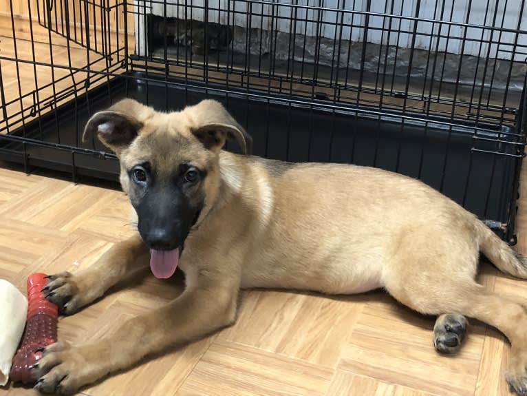 Forester, a German Shepherd Dog and Australian Cattle Dog mix tested with EmbarkVet.com