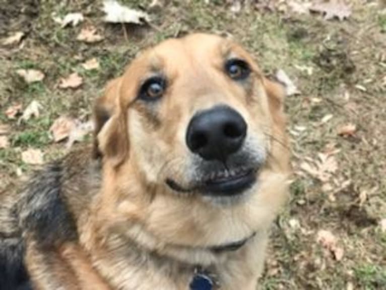 Bayley, a German Shepherd Dog and Golden Retriever mix tested with EmbarkVet.com