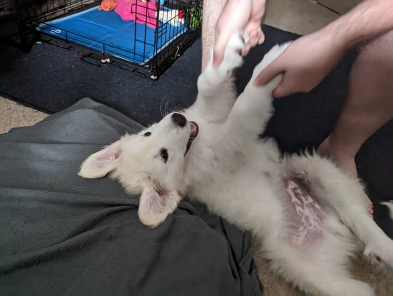 Valiant, a Great Pyrenees tested with EmbarkVet.com