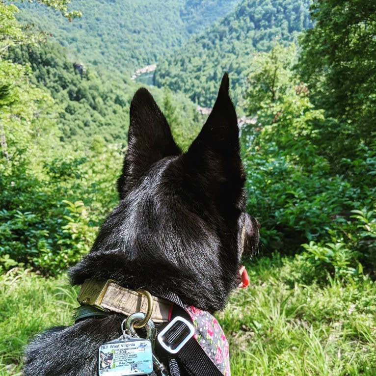 Josie, a Siberian Husky and German Shepherd Dog mix tested with EmbarkVet.com