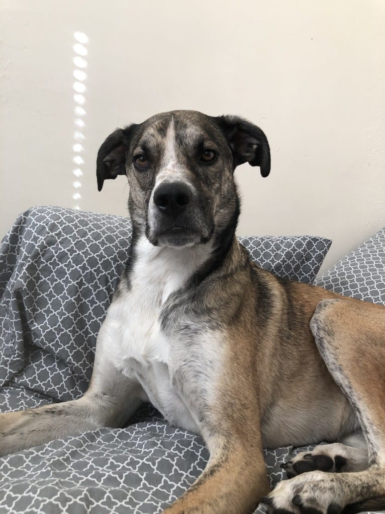 Pepper Ann, an American Bulldog and Siberian Husky mix tested with EmbarkVet.com