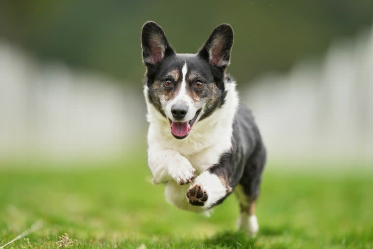 Quill, a Cardigan Welsh Corgi tested with EmbarkVet.com