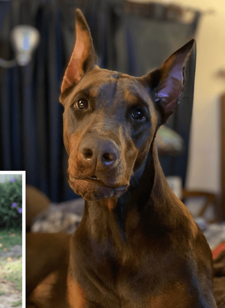 Aldebaran, a Doberman Pinscher tested with EmbarkVet.com