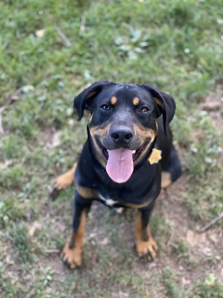 Arlo, a Labrador Retriever and Pointer mix tested with EmbarkVet.com