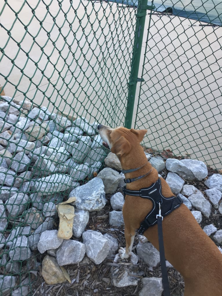 Stanley, a Mountain Cur tested with EmbarkVet.com