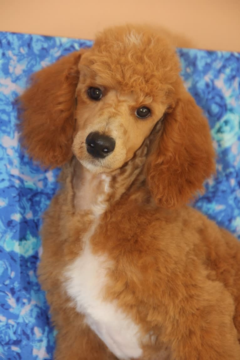 ALANI, a Poodle tested with EmbarkVet.com