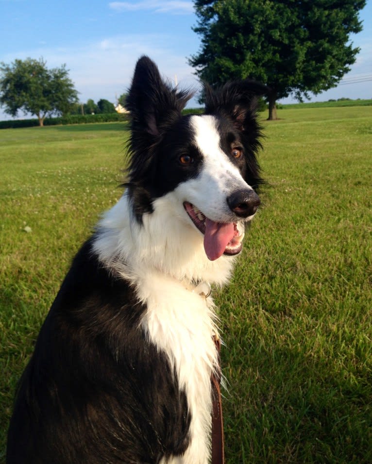 Rooney, a Border Collie and Collie mix tested with EmbarkVet.com