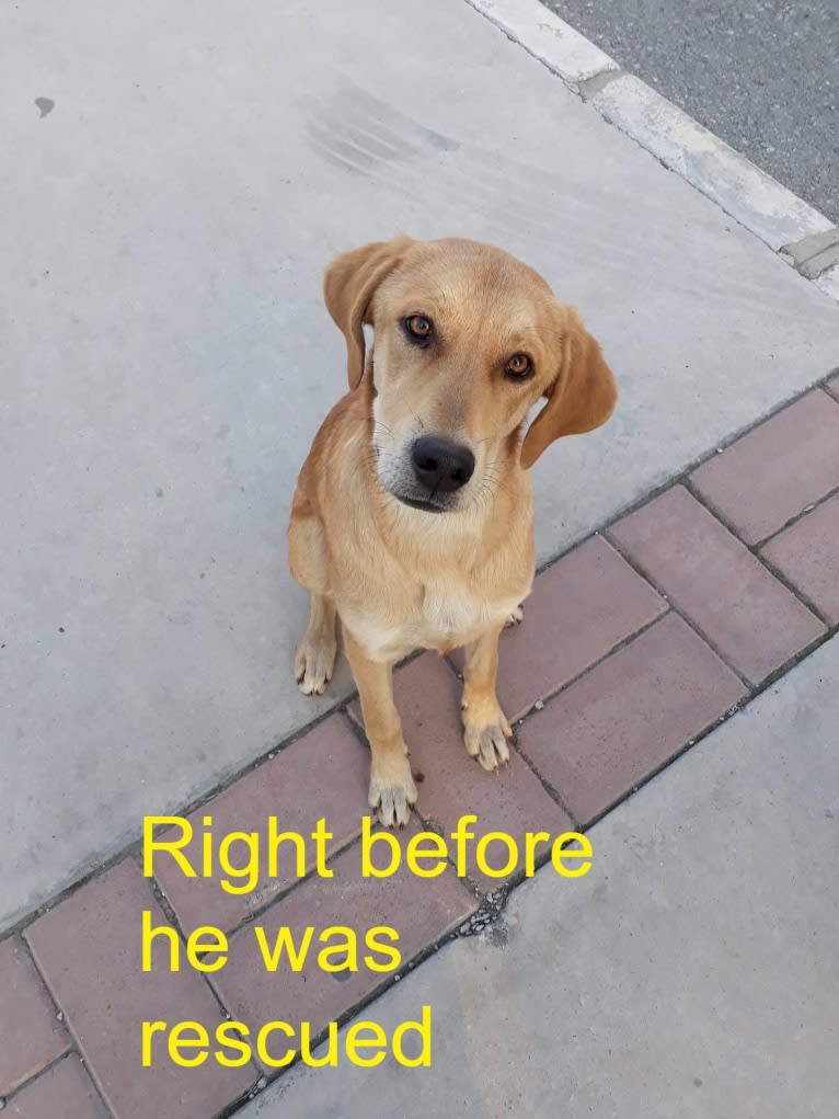 Robin, a West Asian Village Dog tested with EmbarkVet.com