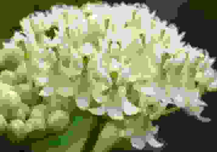 Milkweed