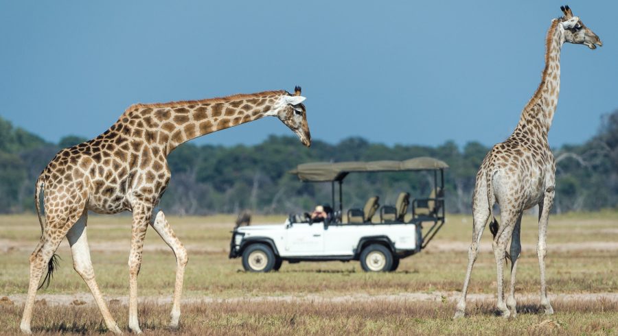 Safari ride at Davison’s Camp in Hwange, Zimbabwe