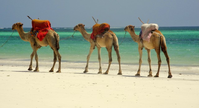 Camels on the beach in Mombasa, Kenya - Top 10 adventures